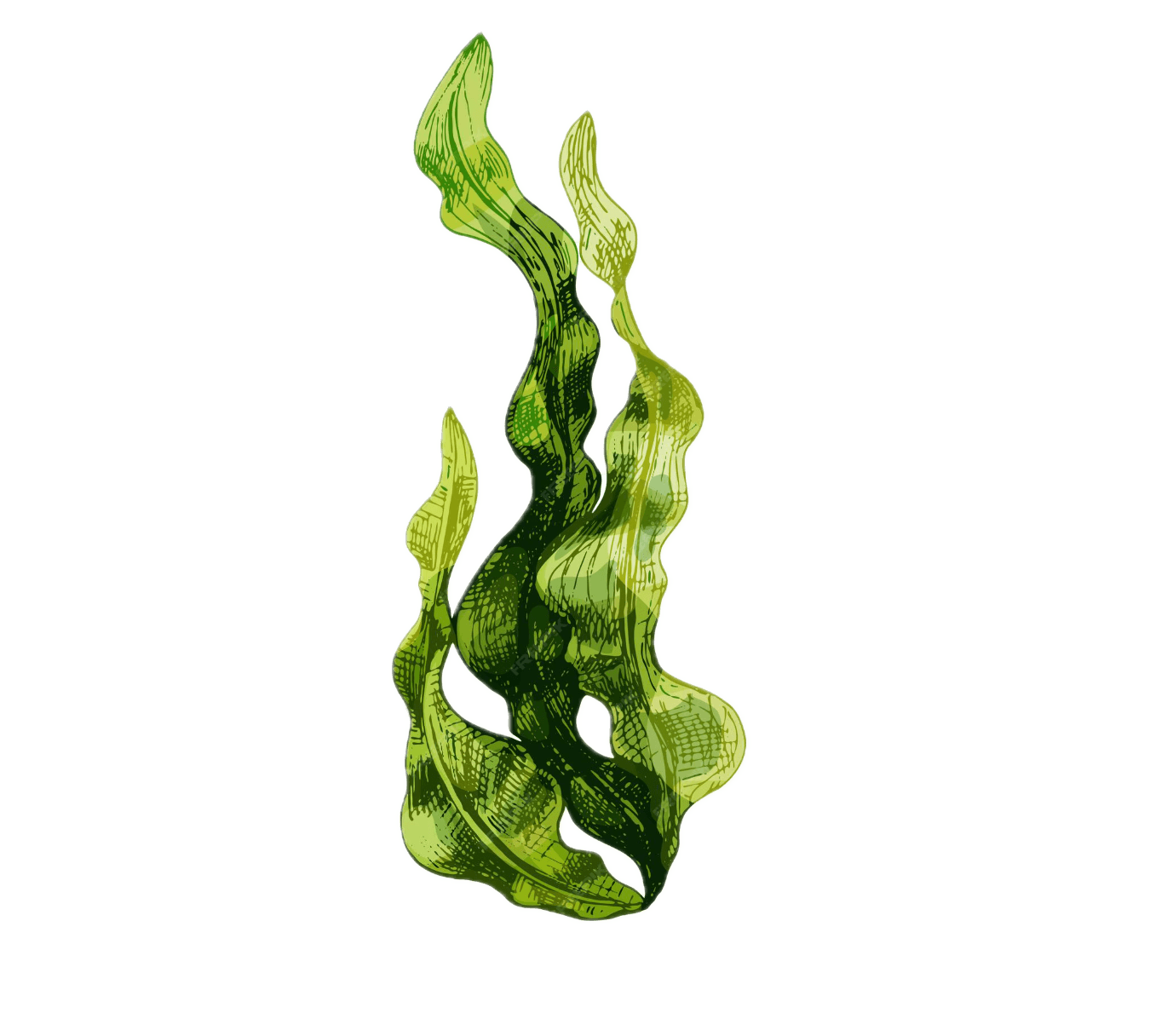 Seaweed